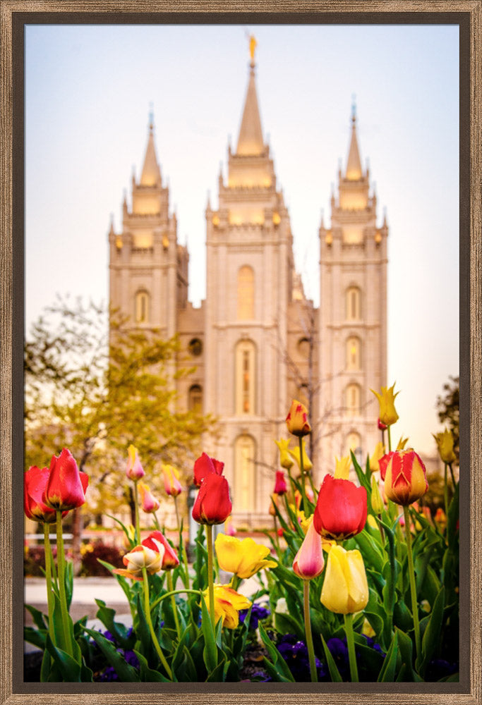 Salt Lake Temple - Tulips