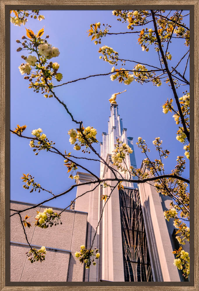 Tokyo Temple - Through the Trees