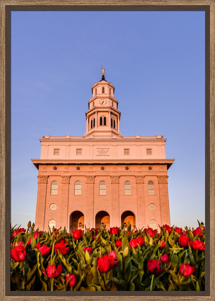 Nauvoo Temple - Tulips