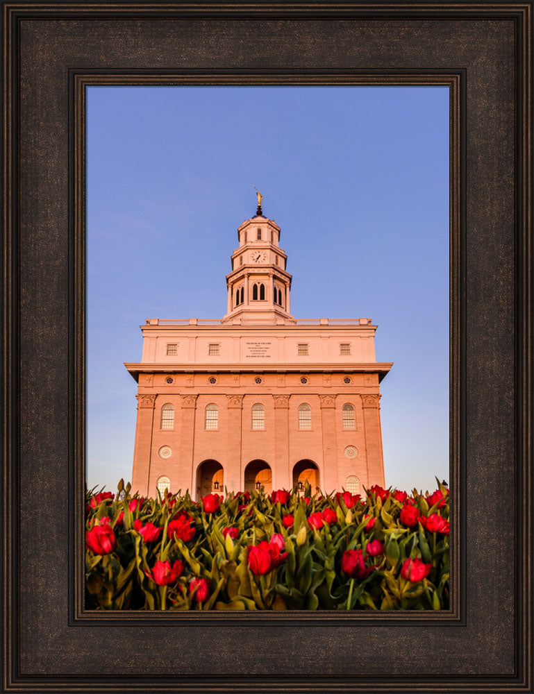 Nauvoo Temple - Tulips