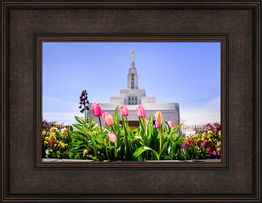 Draper Temple - Tulips