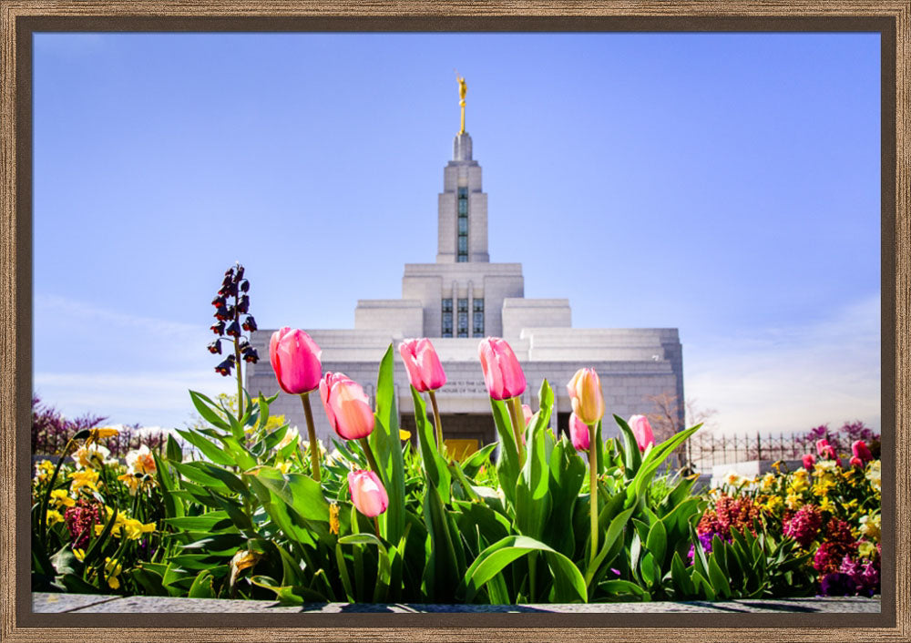 Draper Temple - Tulips