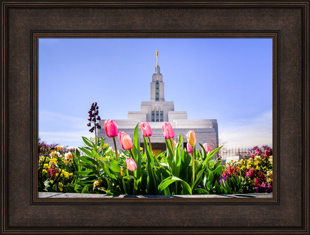 Draper Temple - Tulips