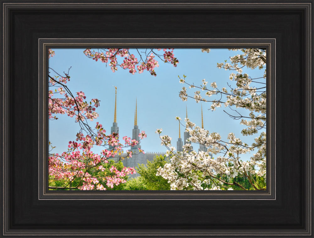 Washington DC Temple - Spring Flower View