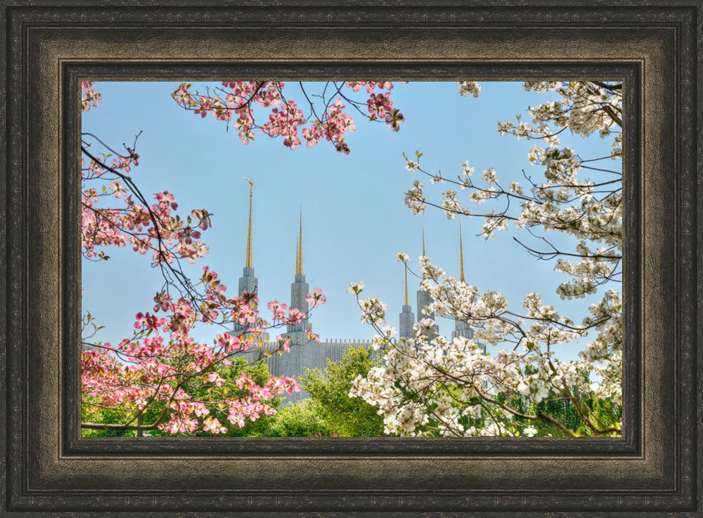 Washington DC Temple - Spring Flower View
