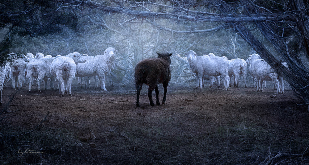 One black sheep standing in a heard of white sheep.