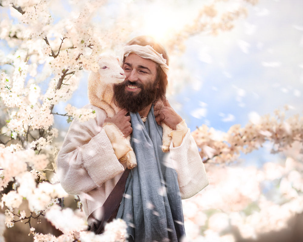 Jesus carrying a lamb on His shoulders. White blossom petals swirl around Him.