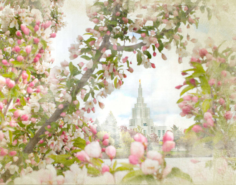 Idaho Falls Idaho Temple with pink Blossoms.