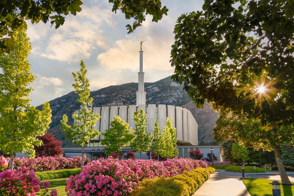Provo Temple - Pink Roses