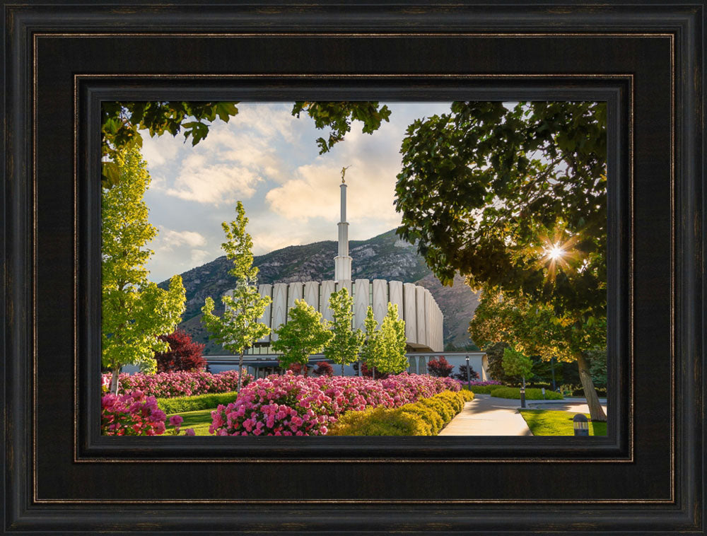 Provo Temple - Pink Roses