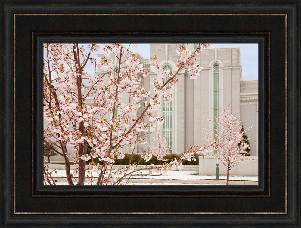 Mt Timpanogos Temple - Cherry Blossoms