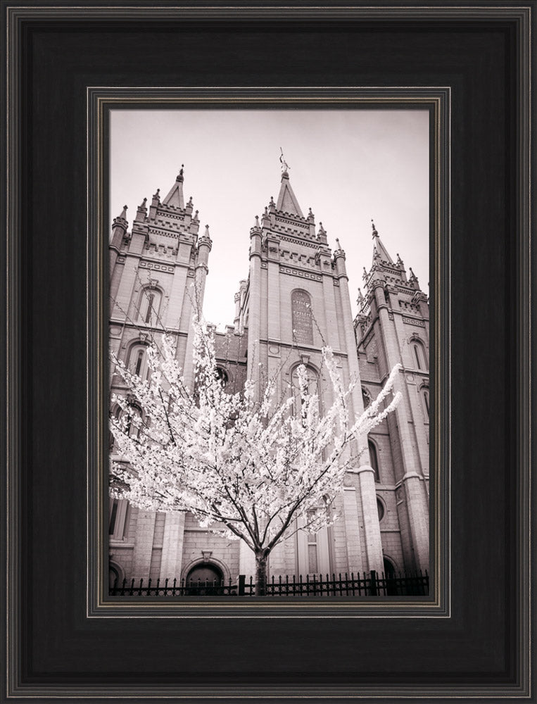 Salt Lake Temple - Flowering Tree