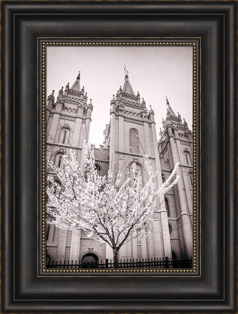 Salt Lake Temple - Flowering Tree