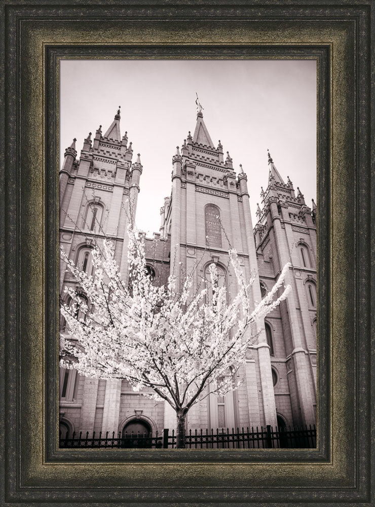 Salt Lake Temple - Flowering Tree