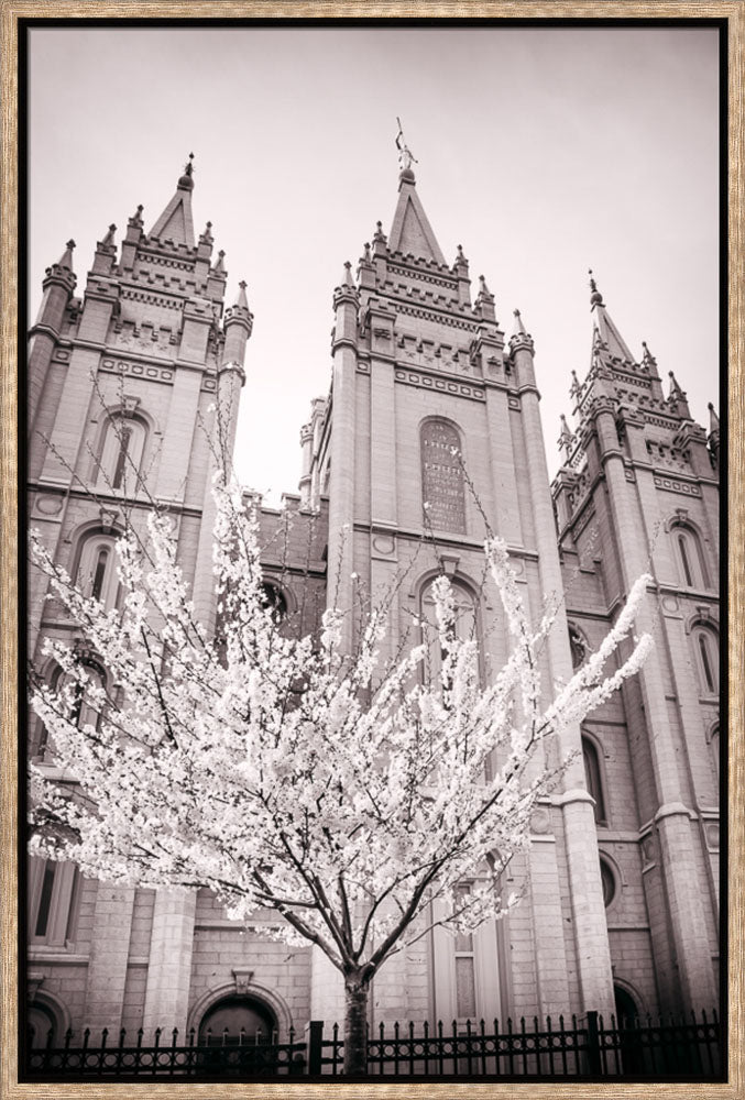 Salt Lake Temple - Flowering Tree