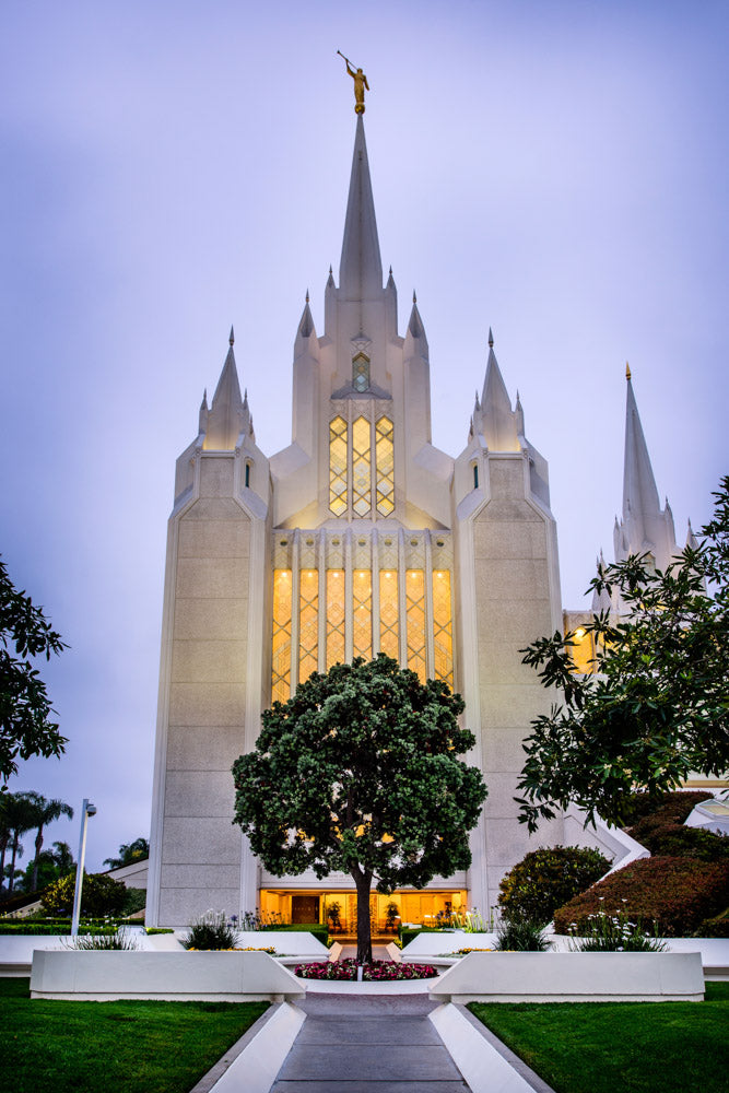 San Diego Temple - Tree