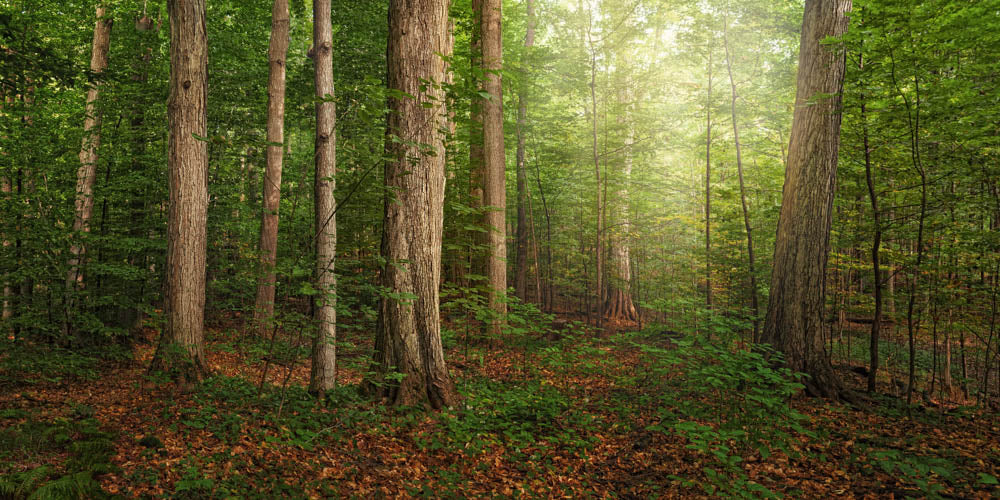Sacred Grove - panoramic by Robert A Boyd