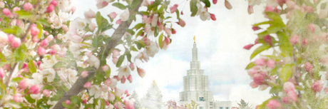 Latter-day Saint Temple Pictures - Spring Blossoms