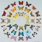 A wide variety of butterflies arranged in a circular pattern.