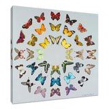 Diversity