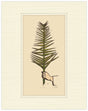 Framed botanical illustration of a palm leaf on a beige background