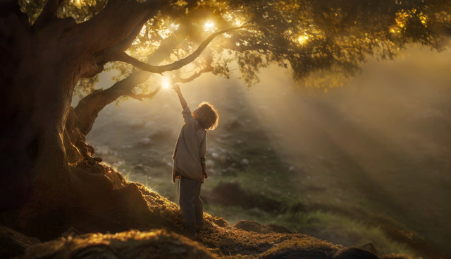 A child reaches for the rays of light coming through the branches of a tree.