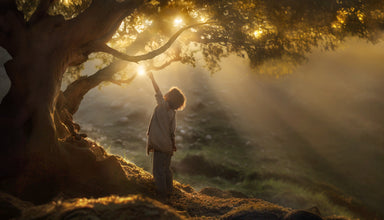 A child reaches for the rays of light coming through the branches of a tree.
