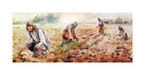 The Sower