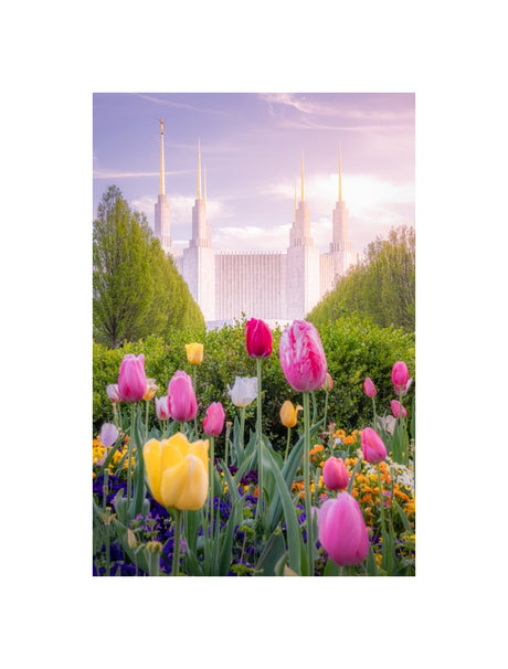 Washington DC Temple - Tulips