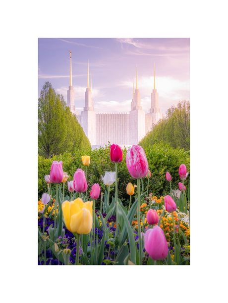 Washington DC Temple - Tulips
