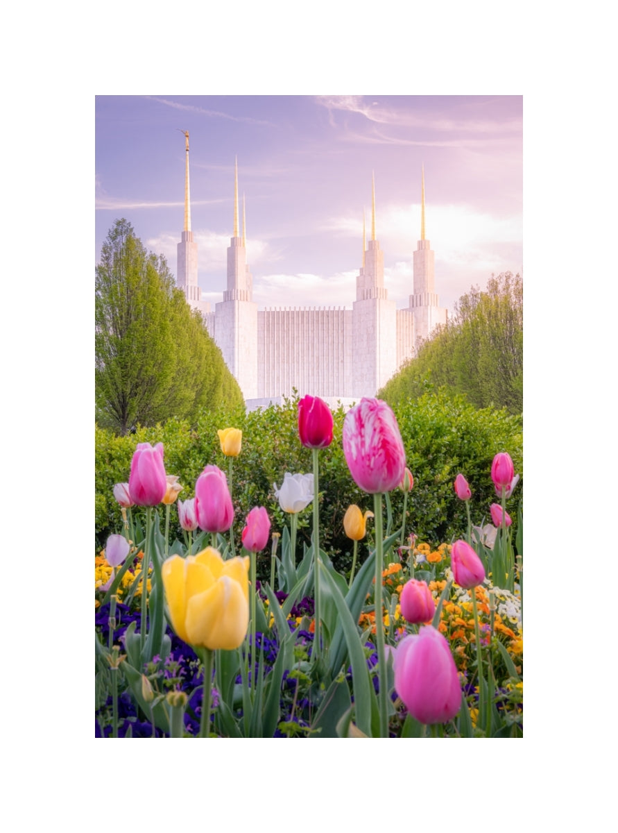 Washington DC Temple - Tulips