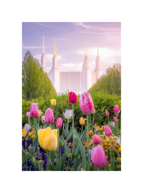Washington DC Temple - Tulips