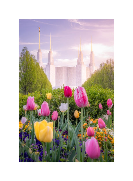 Washington DC Temple - Tulips