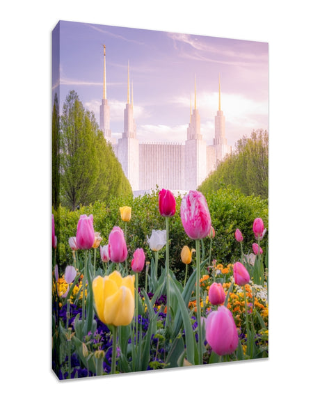 Washington DC Temple - Tulips