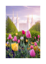 Washington DC Temple - Tulips