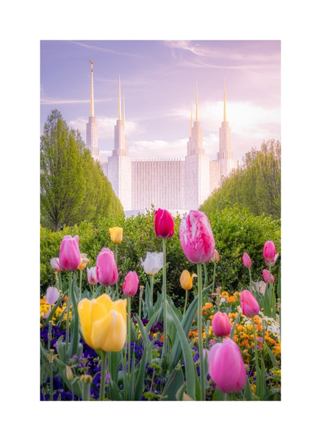 Washington DC Temple - Tulips