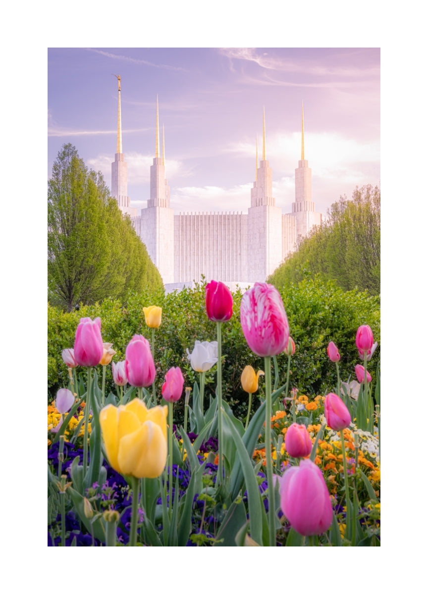 Washington DC Temple - Tulips
