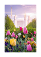 Washington DC Temple - Tulips