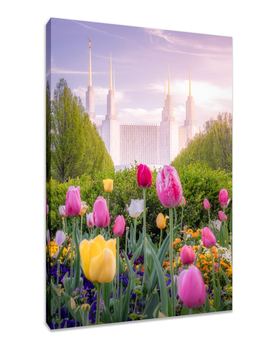 Washington DC Temple - Tulips