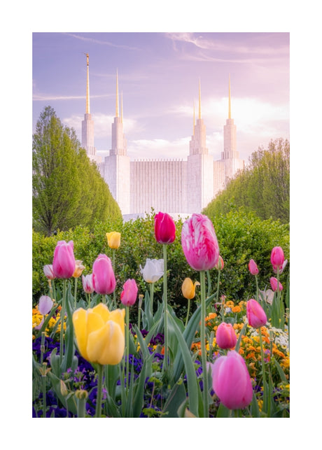 Washington DC Temple - Tulips