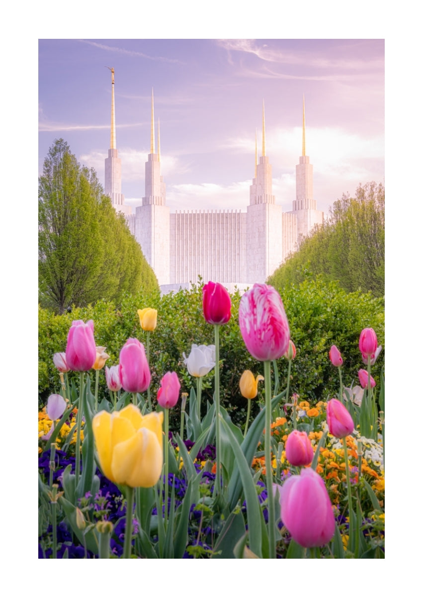 Washington DC Temple - Tulips