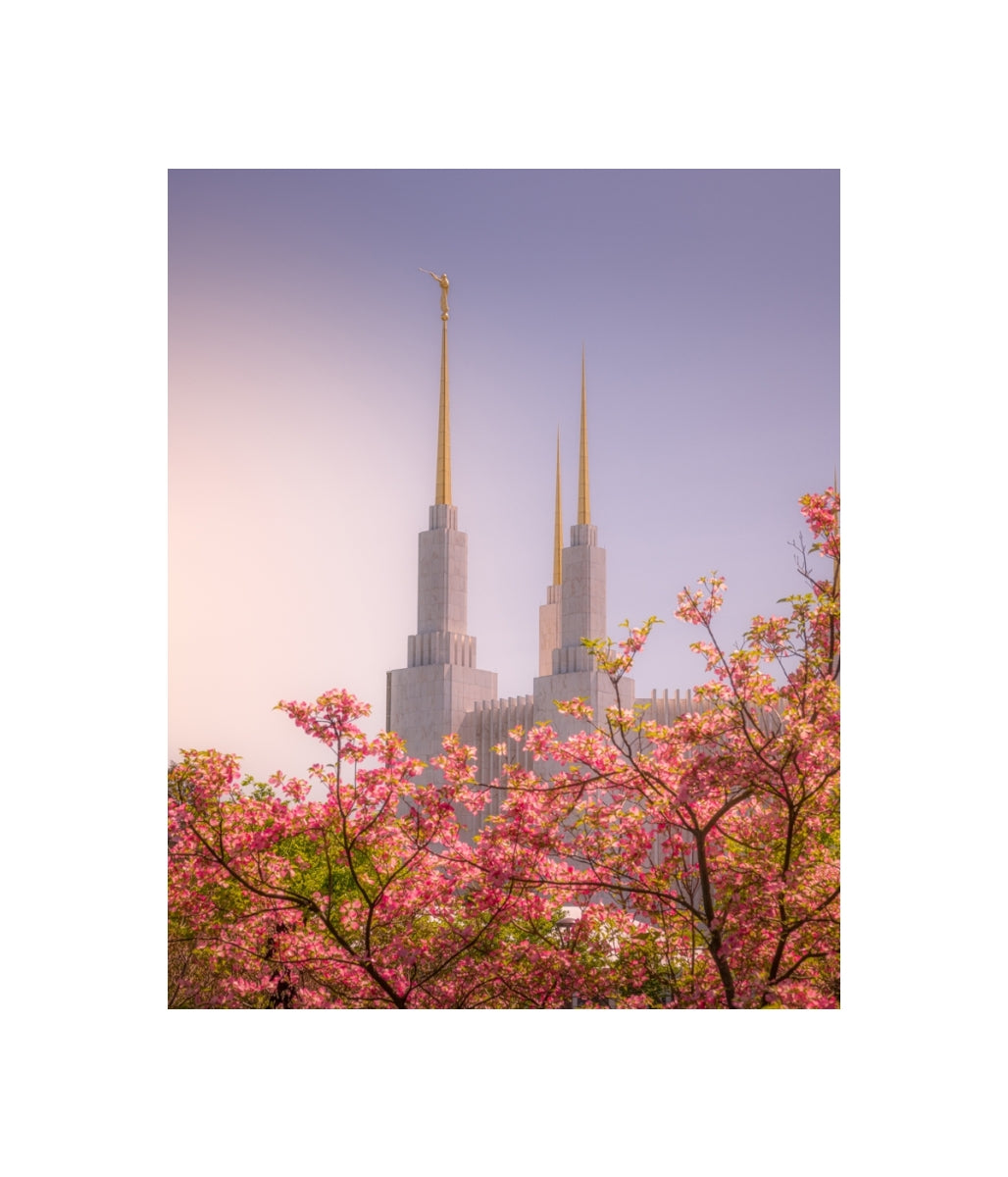 Washington DC Temple - Spires and Blooms