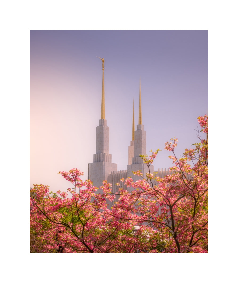 Washington DC Temple - Spires and Blooms