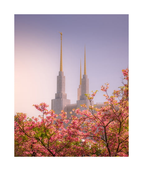 Washington DC Temple - Spires and Blooms
