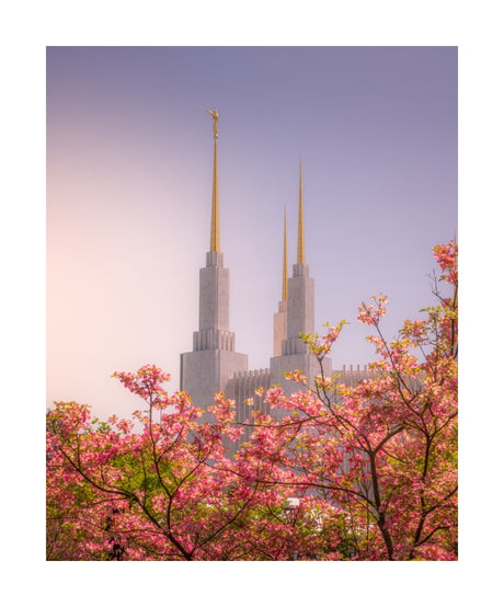 Washington DC Temple - Spires and Blooms