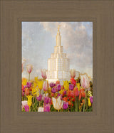 Idaho Falls Temple - Tulips by Mandy Jane Williams