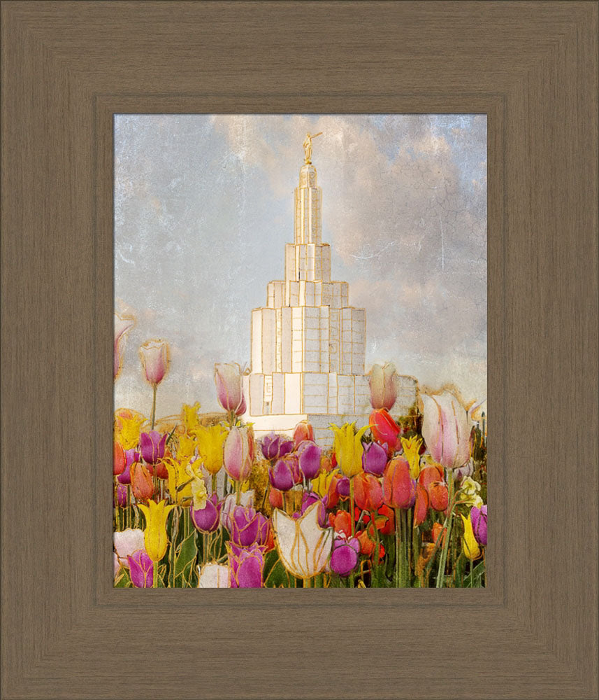 Idaho Falls Temple - Tulips by Mandy Jane Williams