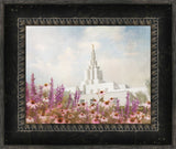 Idaho Falls Temple- Purple Flower