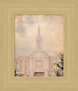 Pocatello Temple - Syringa Flowers by Mandy Jane Williams