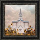 Taylorsville Utah Temple- Wild Sunflowers